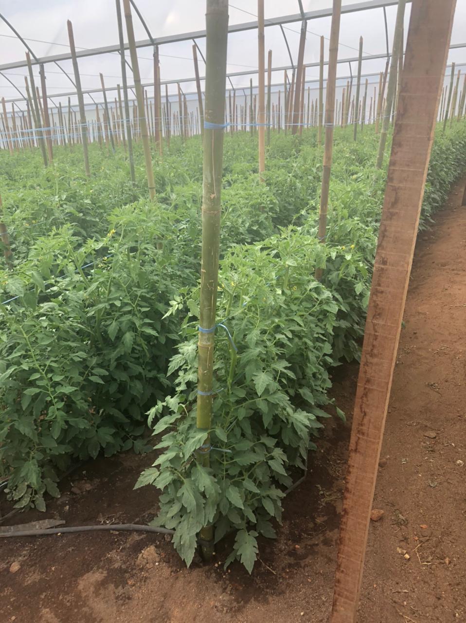 WhatsApp Image 2021-03-24 at 16.00.03 (1).jpeg