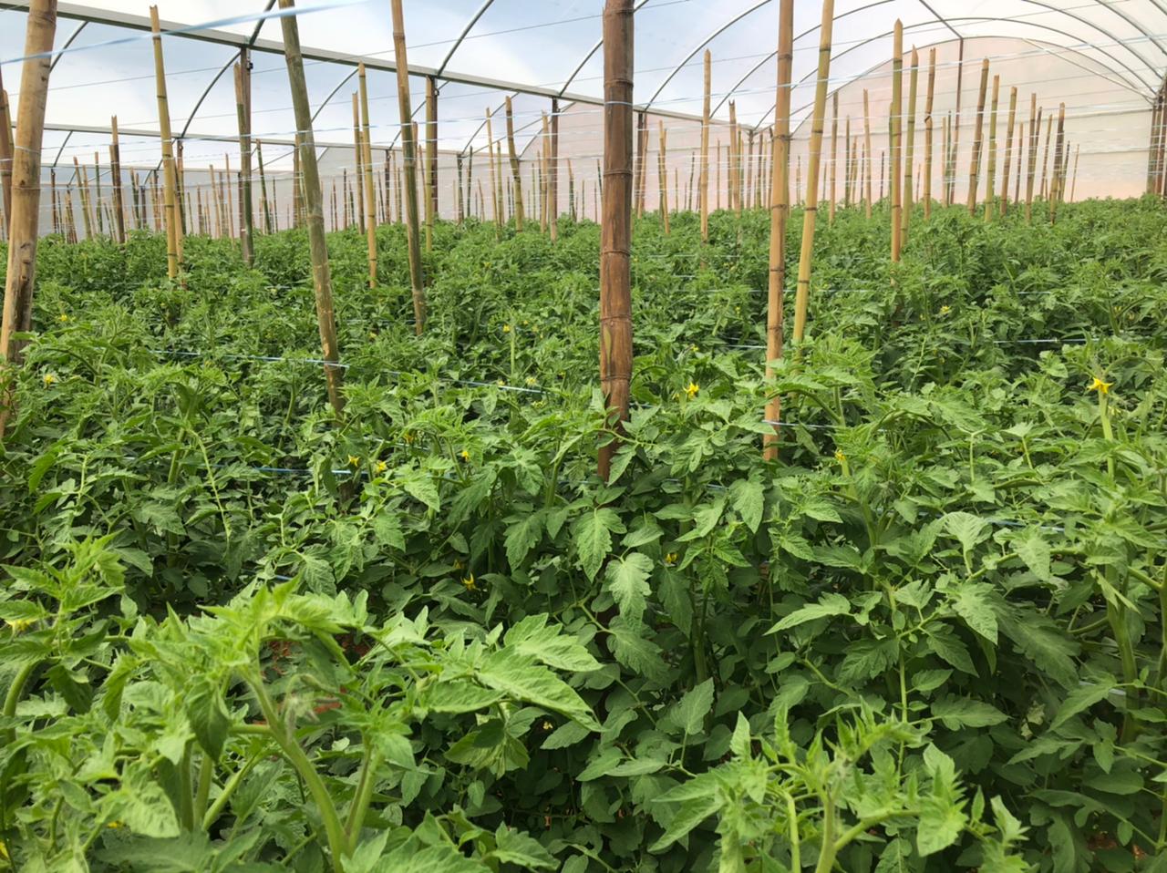 WhatsApp Image 2021-03-24 at 16.00.03.jpeg