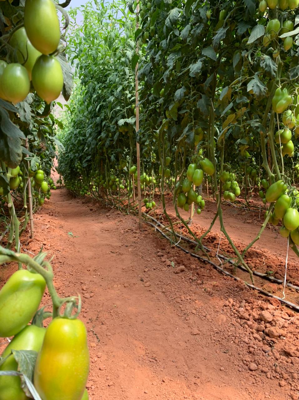 WhatsApp Image 2021-03-21 at 14.35.44.jpeg