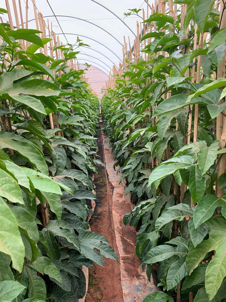 WhatsApp Image 2020-10-29 at 12.26.39.jpeg