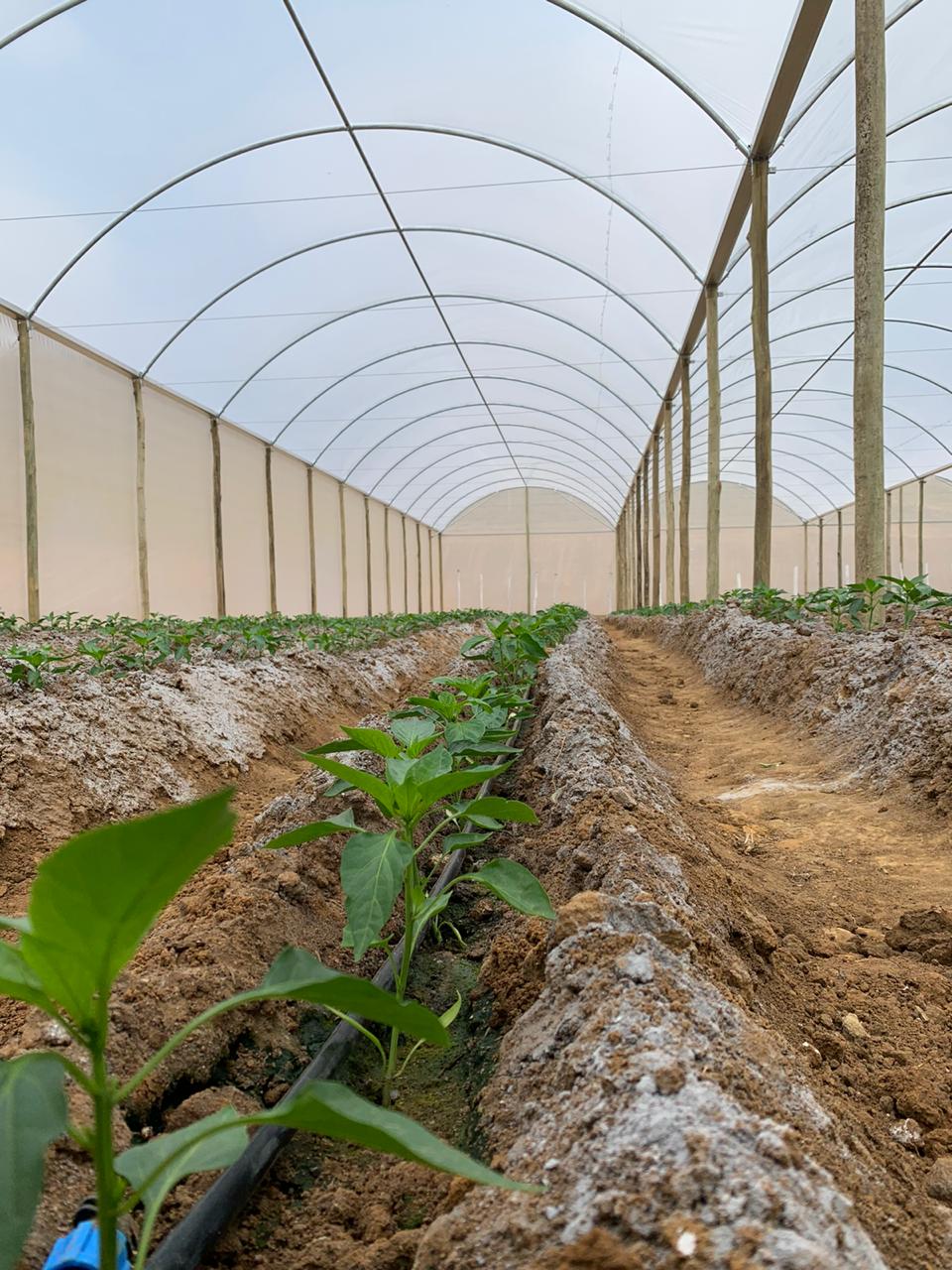 WhatsApp Image 2020-09-17 at 14.35.22.jpeg